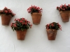 Five Plants