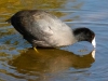 American-Coot-with-Reflection