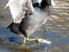 American-Coot