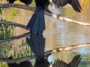 Anhinga-Reflection