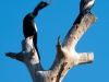 Anhinga-in-Discussion
