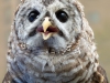 Barred-Owl-3