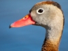 Black-Belly-Whistling-Duck-2026-03-06-2