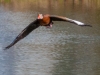 Black-Belly-Whistling-Duck-in-Flight