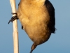 Boat-Tailed-Grackle