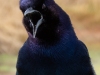 Common-Grackle-2