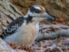 Downy-Woodpecker