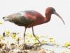 Glossy-Ibis-2