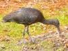 Glossy-Ibis-4
