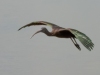 Glossy-Ibis-in-Flight