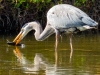 Great-Blue-Heron-with-Catch