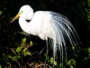 Great-Egret-2