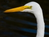 Great-Egret