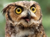 Horned-Owl-2