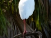 Ibis-2