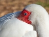 Ibis