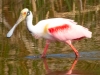 Male-Spoonbill-2