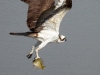 Osprey-With-Catch