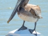 Pelican-3