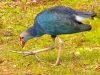 Purple-Gallinule-2