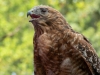Red-Shouldered-Hawk-2a