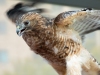 Red-Shouldered-Hawk