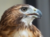 Red-Tail-Hawk-5