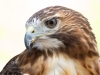 Red-Tail-Hawk