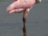 Spoonbill-2