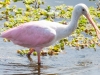 Spoonbill-4