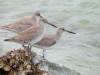 Three-Willets