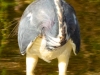 Tricolor-Heron-4
