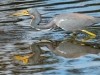 Tricolor-Heron-with-Reflection