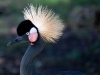 Black-Crowned-Crane_edited-1