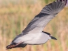 Black-crowned-Night-Heron-02-09-2022-3