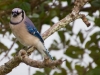 Blue Jay_edited-1.jpg