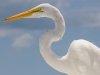 Egret Portrait.jpg