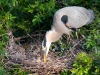 Great Blue Heron & Chick #2_edited-1