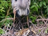 Great-Blue-Heron-Chick-4a