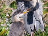 Great-Blue-Heron-with-Chick