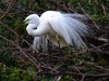Great Egret_edited-1