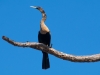 Out on a Limb