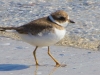 Piping Plover #2
