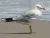 Seagull-Portrait_edited-1