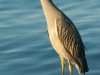 Yellow-Crowned-Night-Heron