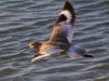 willet-on-the-fly