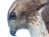 1_Hawk