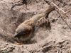 A Sand Bath