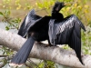 Anhinga-2023-02-17