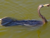Anhinga with Catch